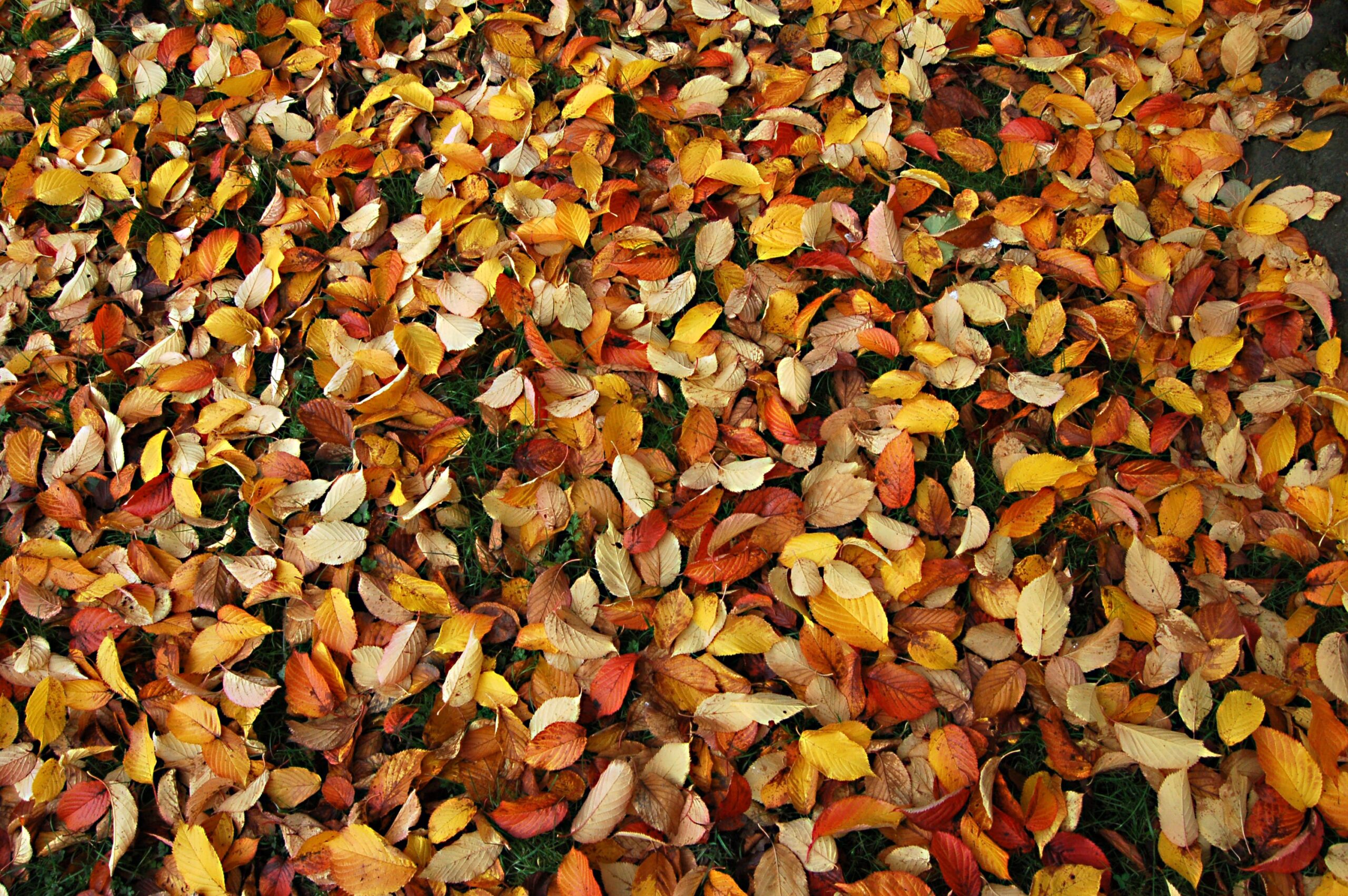 Yards With Stripes (YWS) provides curbside leaf clean ups and full property leaf removals in Clarksville TN