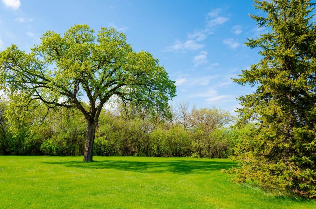 (YWS) Yards With Stripes lawn service in Clarksville TN