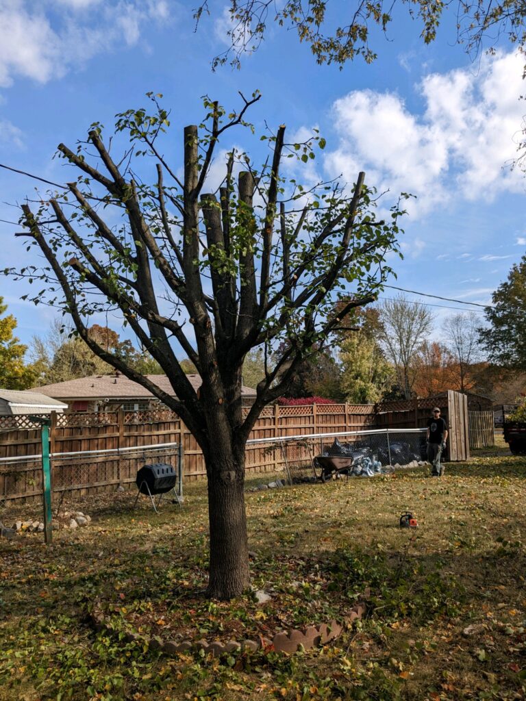 YWS Tree Service, Yards With Stripes Tree Topping in Clarksville TN